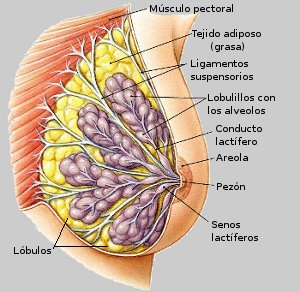Tejido Glandula mamaria